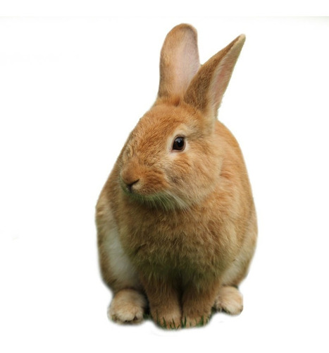 Criadero De Conejos Gazapos Para - Unidad a $90000