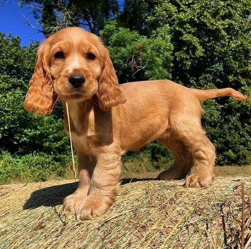 Cachorro Cocker Spaniel Dorado!! 14