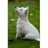 Perros West Highland White Terrier Cachorros Disponibles