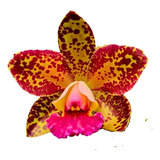 Orquidea Cattleya Blc Durigan Aphrodite - Linda  * Adulta *