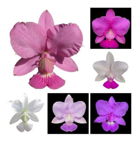 Cattleya Walkeriana Kit Com 6 Cores