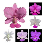 Cattleya Walkeriana Kit Com 6 Cores