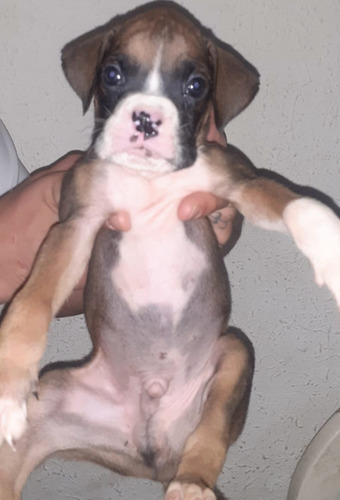 Cachorro Boxer  Hernoso