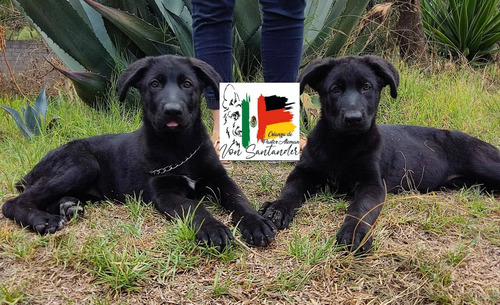 Cachorros Pastor Aleman Negro Sólido 