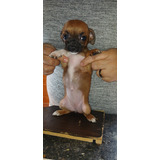 Chihuahuas Mini