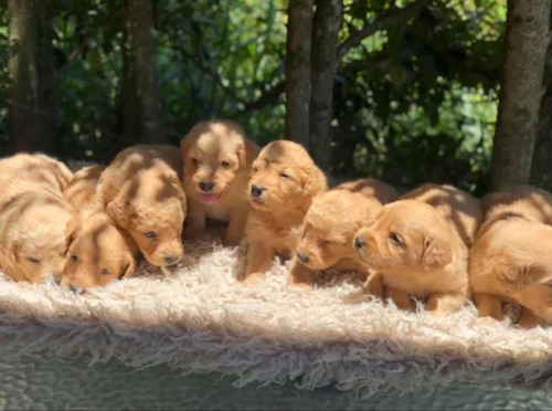 Precioso Golden Retriever Hembra Y Macho