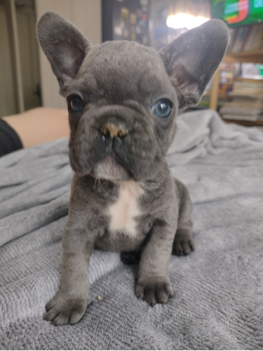 Cachorros Bulldog Francés Exóticos Blue 