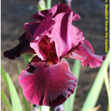 1 Rizoma De Lirios Barbados  Iris Germanica  Spectacular Bir