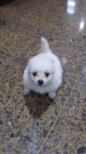 Vendo Preciosa Cachorrita Pomerania Lulu