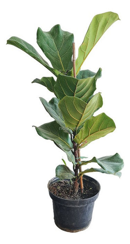 Pandurata Ficus De 60 Cm :: Hojarasca Plantas ::