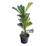 Pandurata Ficus De 60 Cm :: Hojarasca Plantas ::