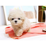 Cachorros French Poodle Mini