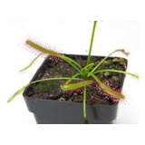 Planta Carnívora Drosera Capensis