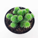 Muda Suculenta Sedum Multiceps Suculenta Pompom Black Friday