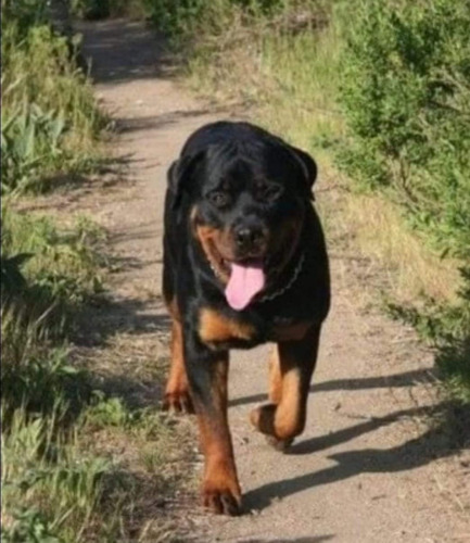 Filhotes De Rottweiler Padrão Cabeça De Touro Canil City 