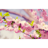 20 Semillas De Cerezo Japonés Sakura (prunus Serrulata)