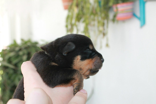 Increíble Rottweiler Pedigri Mascotassaintdaniel 8