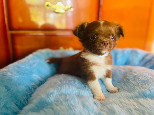 Chihuahua Pelo Longo