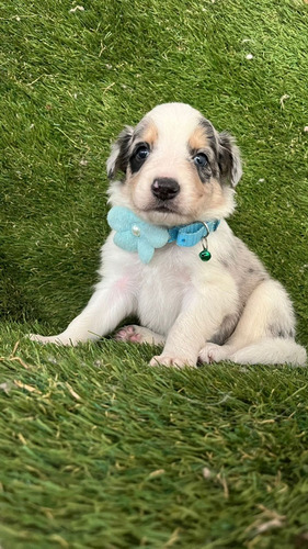 Cachorra Border Collie Blue Tricolor Medellín, Bogota