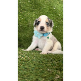 Cachorra Border Collie Blue Tricolor Medellín, Bogota