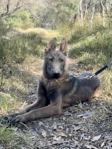 Cachorro De Pastor Belga Malinois Blue Fawn 6 Meses | MercadoLibre