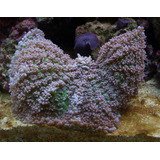 Coral Hongo Aterciopelado 