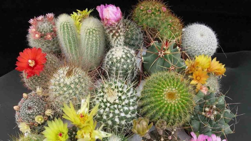 Semillas De Cactus Mix Bellos Jardines