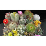 Semillas De Cactus Mix Bellos Jardines