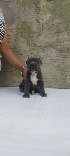 Cachorros Pitbull Blue Disponible 