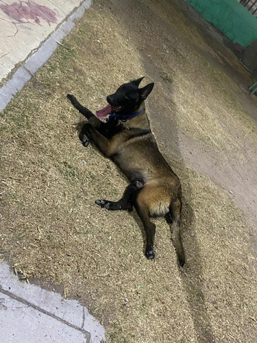 Belga Malinois, Excelente Genética Y Temperamento Maquila