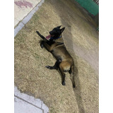 Belga Malinois, Excelente Genética Y Temperamento Maquila