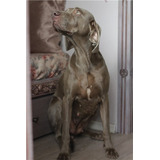 Célebrebelleza Weimaraner Línea Campeones