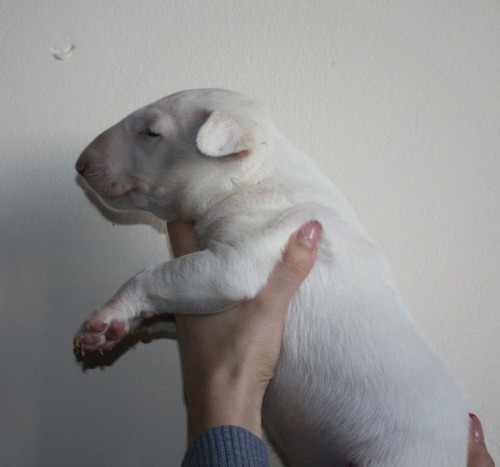 Filhotes - Qualidade - Bull Terrier