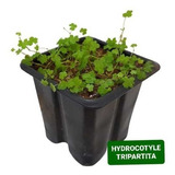 Hydrocotyle Tripartita Planta Para Carpete Aquario Plantado 
