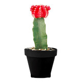 Cactus Coreano Rojo