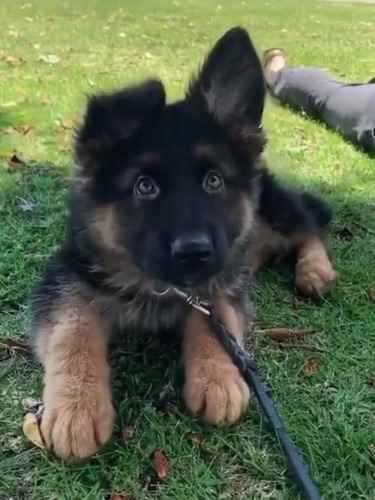 Cachorros Pastor Alemán, Opción A Cpr.