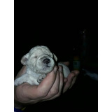 Caniche Mini Toy Hermoso Cachorros