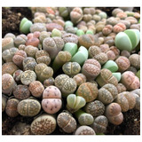 Semillas Plantas Piedra Lithops Mix 100 Unidades Variadas