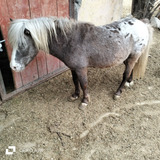 Caballo Pony Apalusa