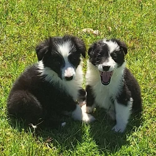 Cachorro Border Collie 07