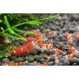 Camarão Caridina Super Red Crystal (7 Unidades)