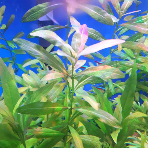   Hygrophila Polysperma Acuática Para Peceras 