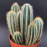 Semillas Cactus - Pilosocereus Odilensis