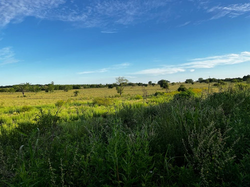 Vendo Campo 24 Has En Autovía 14 Concepción Del Uruguay Entre Ríos