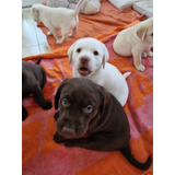 Cachorros Labrador Retriever Lindos Bbs De Padres Inscritos