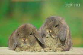 Conejos Holland Lop Enanos (orejas Caídas)