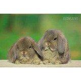 Conejos Holland Lop Enanos (orejas Caídas)