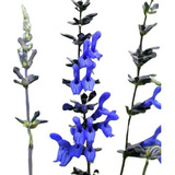 Salvia Azul Salvia Guaranitica Planta Nativa Atrae Colibríes