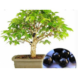 Bonsai Jabuticaba Na Promoção Brinde Fertilizante Natural 