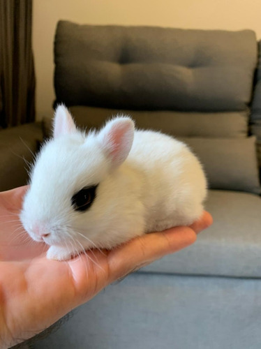 Mini Coelho Dwarf Hotot - Coelhinho